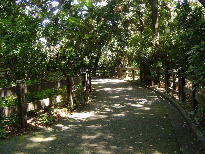 新宿御苑　木々