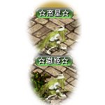 テイマのペットn