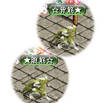 テイマのペットn