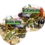 テイマのペットn