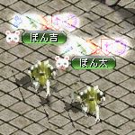 テイマのペットn