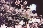 小さな写真