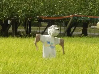 案山子